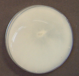 Trametes versicolor2(COV-8754)